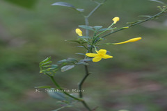 Jasminum humile